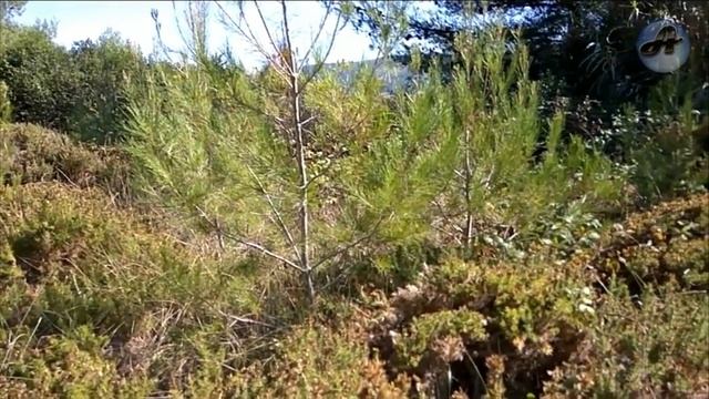 Старик и представить не мог, на что способны волки! Случай в тайге! смотреть онлайн