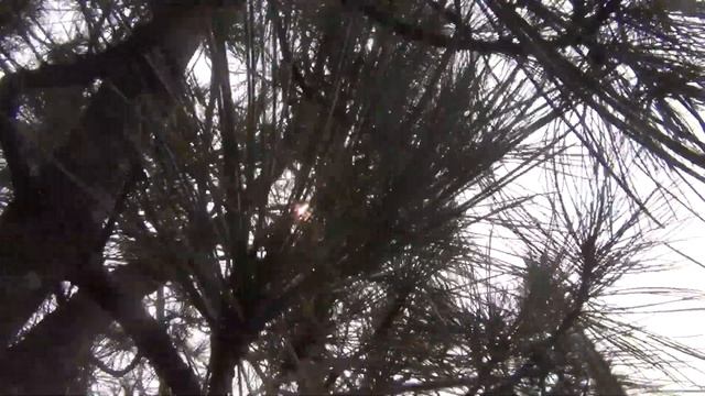 Кедровые орехи. Залазим на кедр за кедровым орехом. Сибирь,тайга. смотреть онлайн