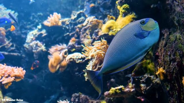 Aquarium 4K (ULTRA HD) - An Underwater Paradise, Tropical Fish & Coral Reefs With Meditation Music смотреть онлайн