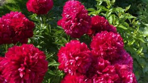 Пион Red Grace, неувядаемый мировой шедевр