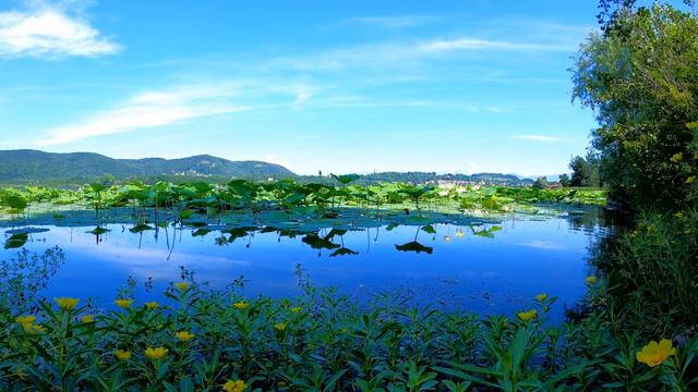 Семья Колесниковых/Новости из Дворца. смотреть онлайн