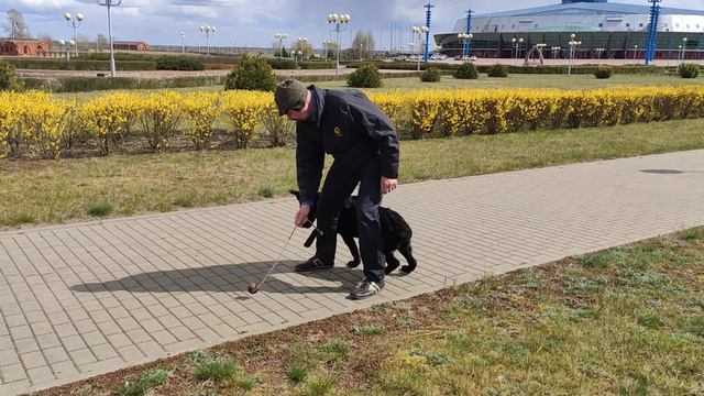 Тренинг молодых собак питомника Вон Хаус Бусидо смотреть онлайн