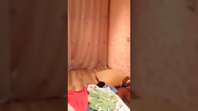 Черный-дикий хищник пикинес смотреть онлайн