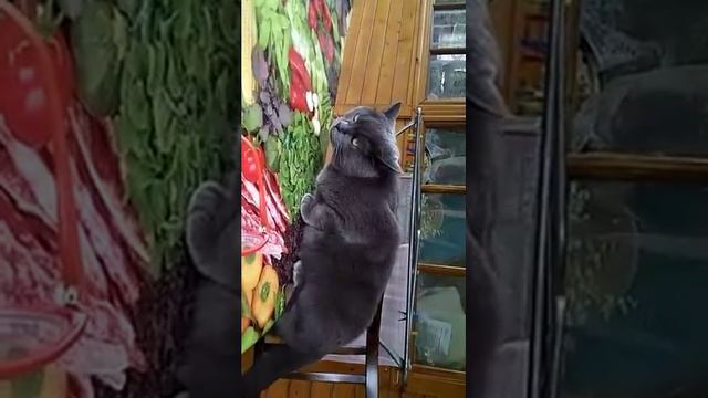 Кот Ясон залез на стол и понюхал пепельницу 😁😁😁 смотреть онлайн
