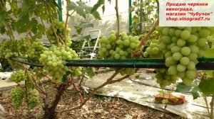 Виноград Валек один из любимчиков на моем участке