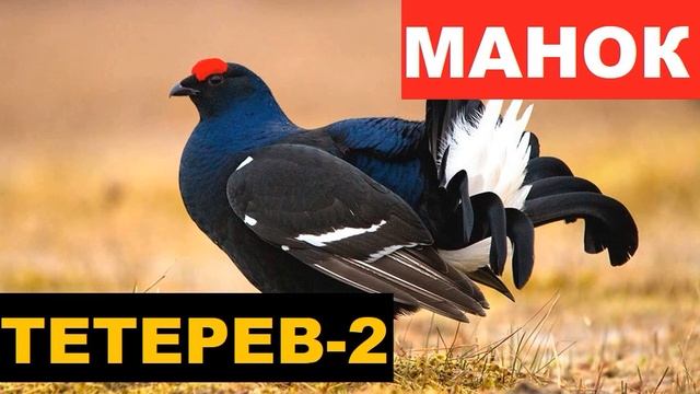 ?ГОЛОС (МАНОК) ТЕТЕРЕВ 2 смотреть онлайн