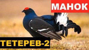 ?ГОЛОС (МАНОК) ТЕТЕРЕВ 2