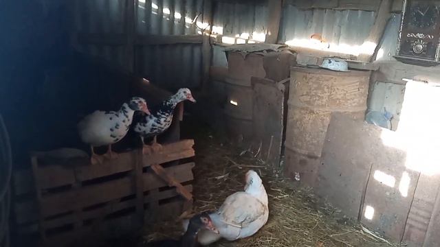 Какое мясо и яйцо полезнее? Почему при варке бройлера в кастрюле столько пены? смотреть онлайн