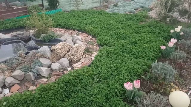 Газон из клевера и ясколки. смотреть онлайн