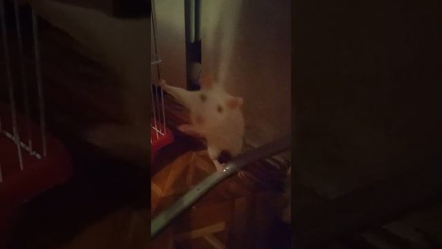 Породистые карликовые крысы породы дамбо ???? смотреть онлайн