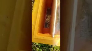 РОТАЦИОННОЕ ПЧЕЛОВОДСТВО- Самый простой способ. Формирование отводка в 8-ми рамочном улье.