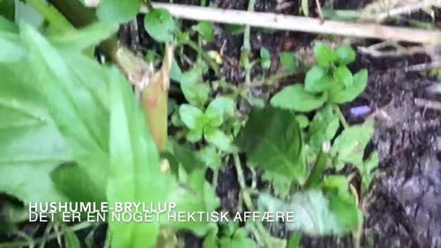 Hushumlebi bryllup - Baumhummel Hochzeit смотреть онлайн