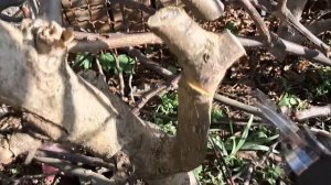 Аккумуляторный секатор не включается -  типа"ремонт".