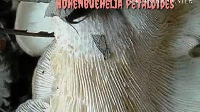 Hohenbuehelia petaloides смотреть онлайн