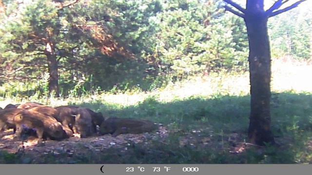 Упитанные полосатики. смотреть онлайн