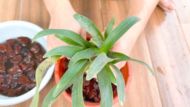 Dendrobium Orchid of mountai forest. Growing flowers without soil "Super Beautiful" смотреть онлайн