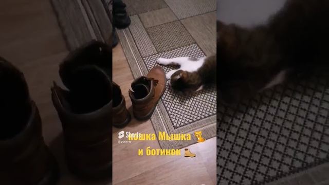 Кошка Мышка попросила у Устина ботинок. #shorts смотреть онлайн