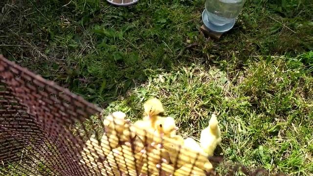 выращивания мулардов на мясо. быстрое мясо смотреть онлайн