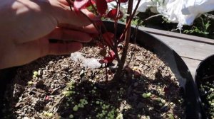 Посадил Голубику в Четыре Вида Грунта! Какой оказался Лучше?