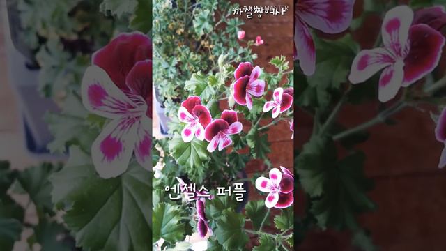 제라늄 꽃이 예쁘게 피었어요 смотреть онлайн