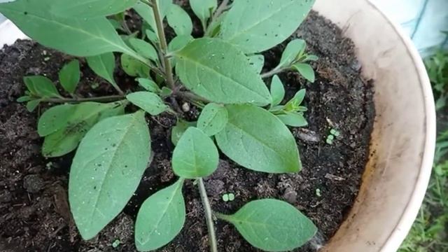 Петуньи обрезаю, черенки укореняю. смотреть онлайн