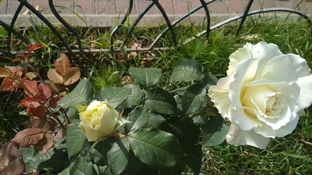 Сиреневые розы в Сочи. смотреть онлайн
