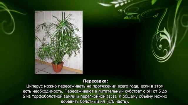 Как ухаживать за циперусом смотреть онлайн