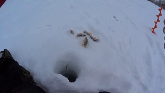 ЩУКИ НА РАТЛИН!!!ЛИФТ ОКУНЯ НА ШАРАГУ И БАЛАНСИР!!!Рыбалка на Алтае.Рыбалка на Оби. смотреть онлайн