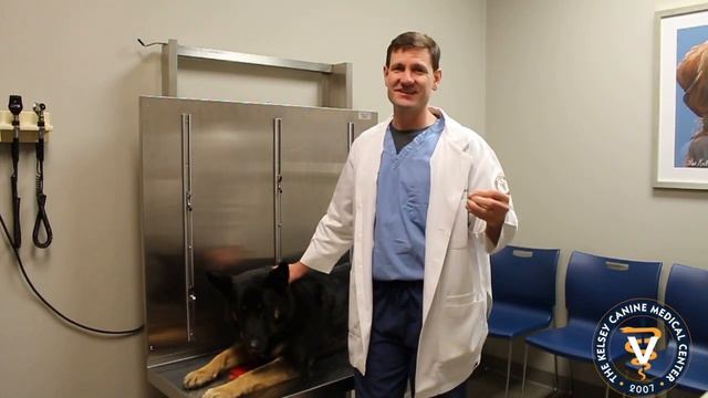 German Shepherd Dog 101 смотреть онлайн