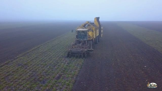 Немецкие комбайны Holmer и Ropa убирают зимой сахарную свёклу в хозяйстве Sudzücker Moldova! смотреть онлайн