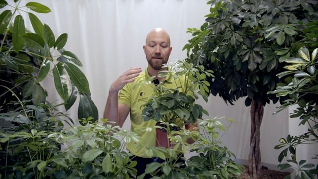 All you need to know about Schefflera Arboricola смотреть онлайн
