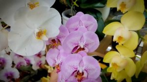 Это нельзя пропустить! Потрясающие сорта орхидей! Интриганка Сого Юкидан бабочка.