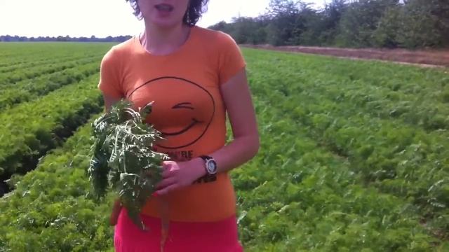 Dripfert - демо-поле Козачьи Лагеря морковь сорт Лагуна. Ч. 4 смотреть онлайн