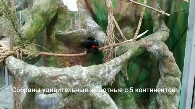 Посещение Ярославского зоопарка смотреть онлайн