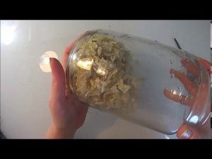 Как приготовить рыбий клей. Мой рецепт.