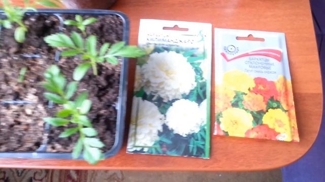 ПЕРЕКИСЬ ВОДОРОДА ДЛЯ РАСТЕНИЙ.СУПЕР ЭФФЕКТИВНО смотреть онлайн