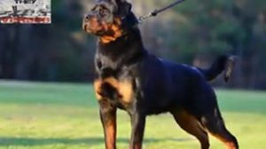 VS Ротвейлер против других собак, особенность породы