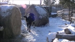 Выгодно ли держать корову. Часть 2. Реальный доход.