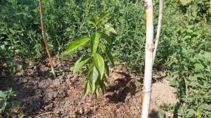 Хурма виргинская в средней полосе России (Самарская область)