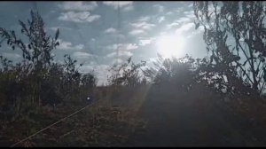 Ловля осенних реплов (коноплянок) и щеглов. Птица уже в окрасе.05.10.2021