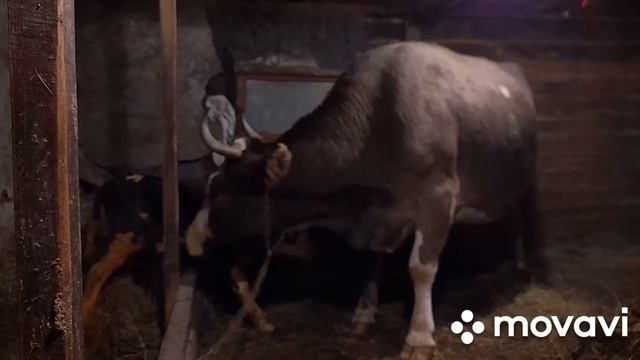 Два теленка под одну корову. ЭКСПЕРИМЕНТ. смотреть онлайн