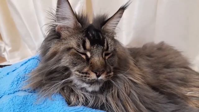 Мы спим... мейн кун Сева. смотреть онлайн