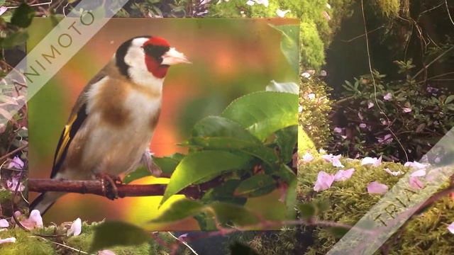 птахи нашої Херсонщини смотреть онлайн