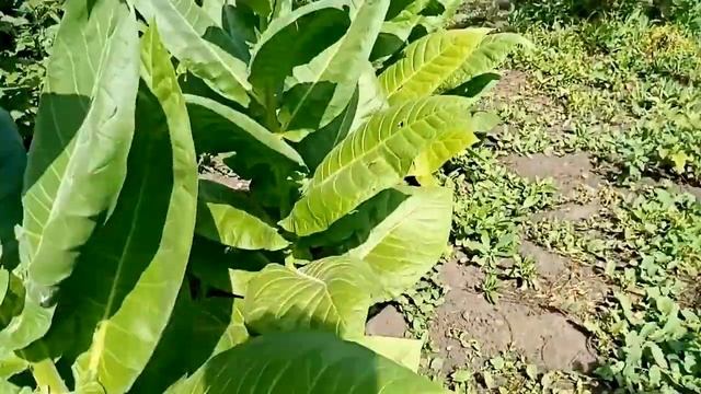 Как и когда наступает зрелость листьев табака. смотреть онлайн