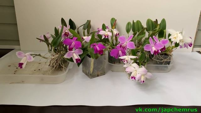 Обзор Laelia Pumilas