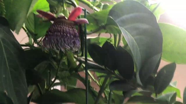 Пассифлора и ванильная орхидея смотреть онлайн