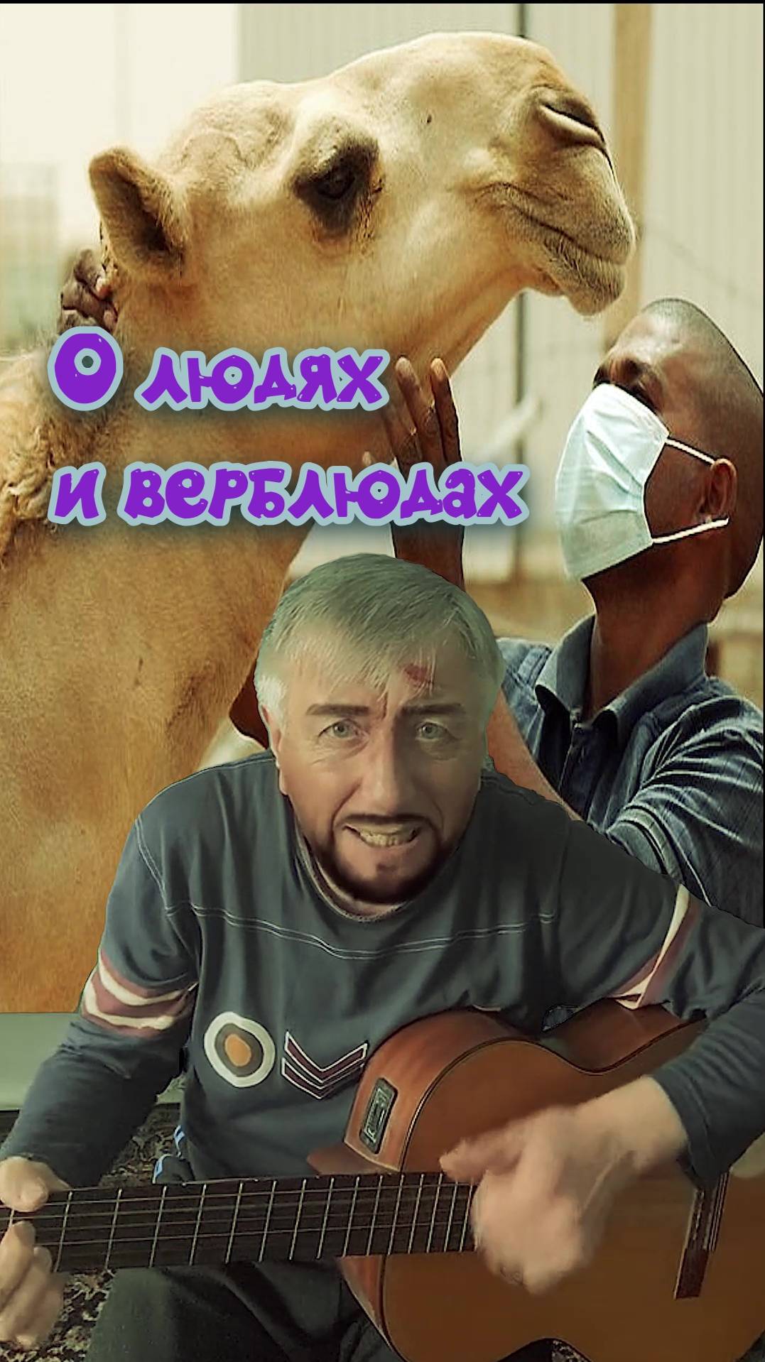 О, верблюдах