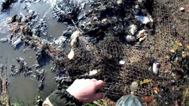 Караси,рыбалка бреднем по лужайкам. смотреть онлайн