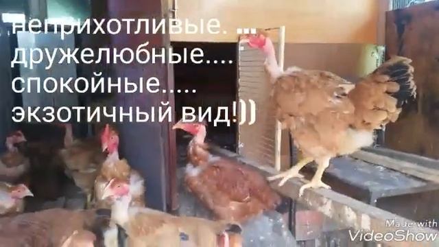 Мясо-яичная порода кур Голошейки. Отличительные особенности. смотреть онлайн