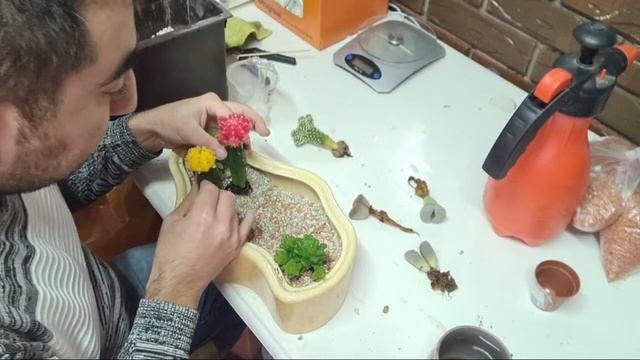 Групповая Посадка Сукулентов смотреть онлайн